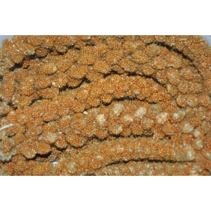 Κεχρί κόκκινο (millet) 1 kg